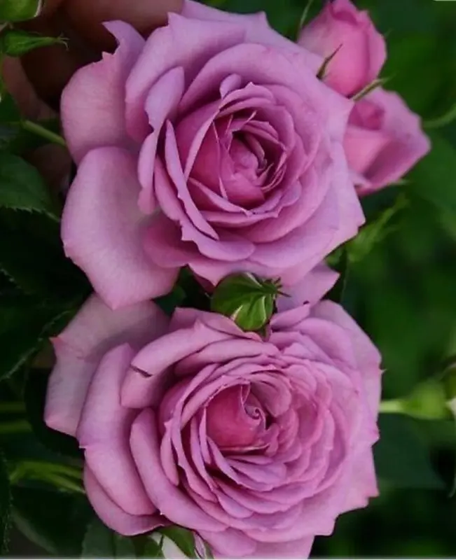 Purple Roses, Close-up View