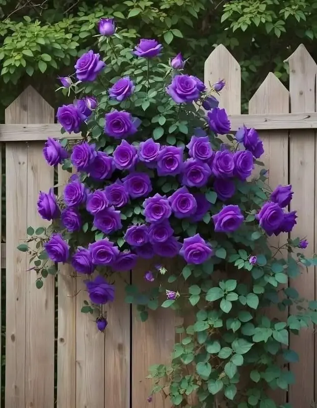 Purple Roses On Wooden Fence