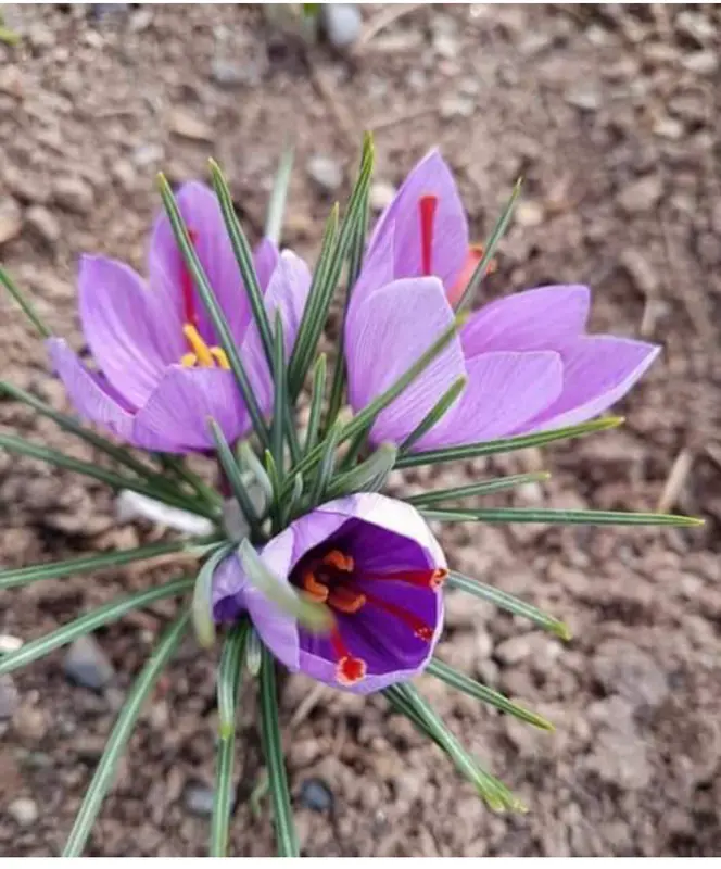 Purple Saffron Crocus Blooms
