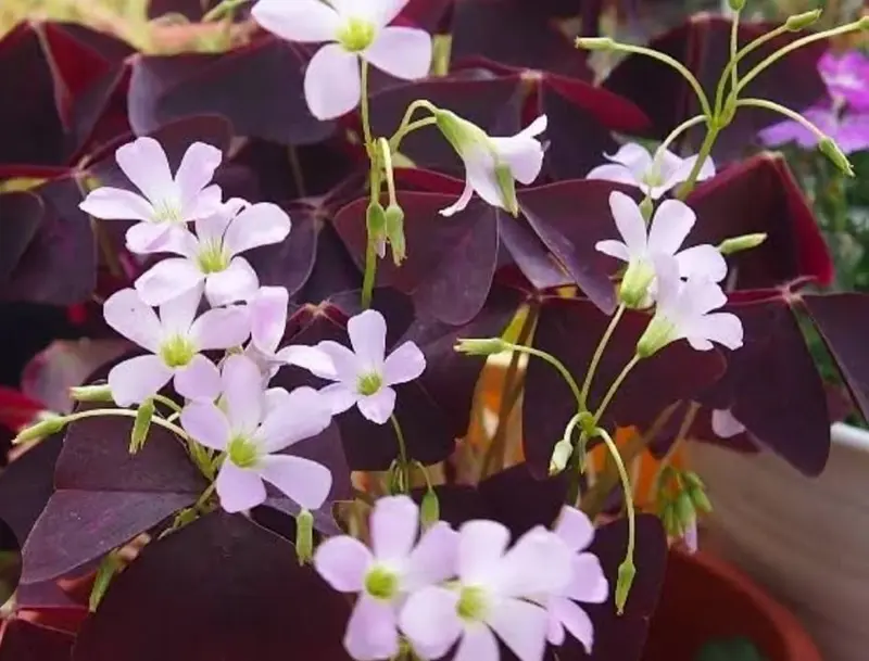 Purple Shamrock Flowers Closeup Shot