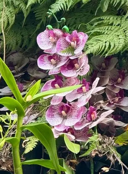 Purple Speckled Orchid Bloom