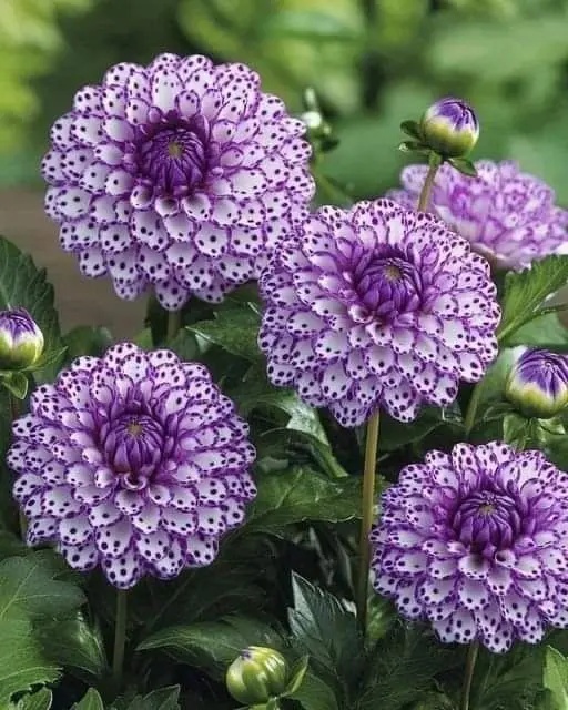Purple Spotted Dahlia Flowers