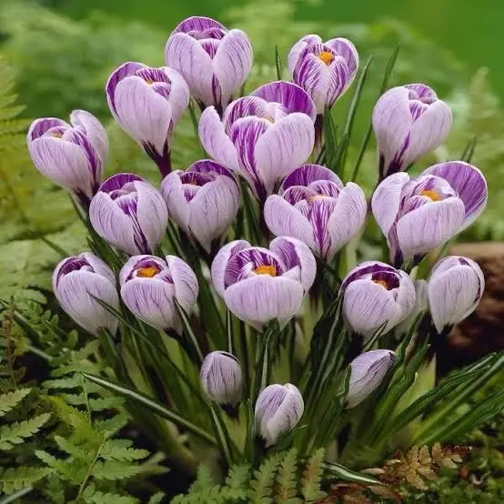 Purple Striped Crocus Blooms Group