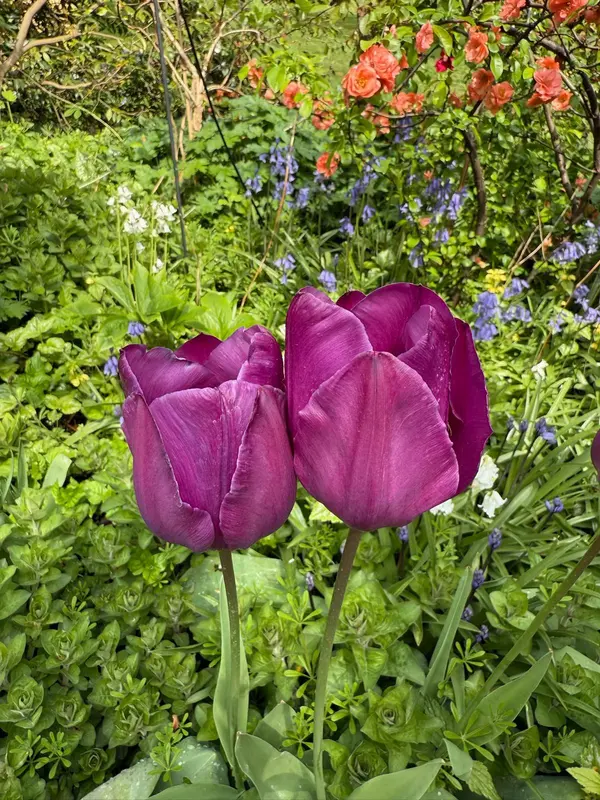 Purple Tulips In Lush Garden