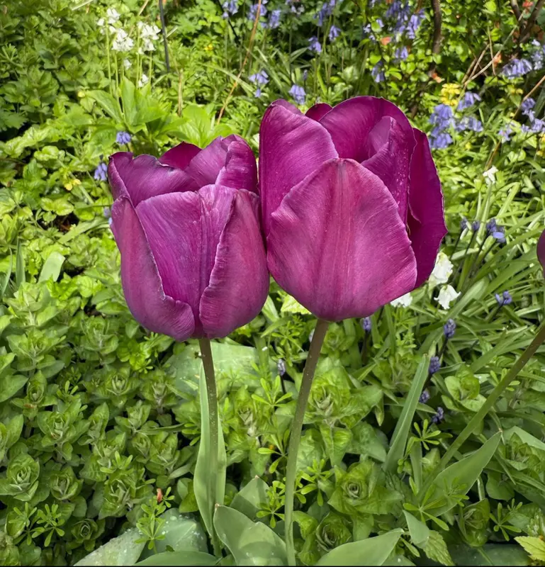 Purple Tulips In Vibrant Garden