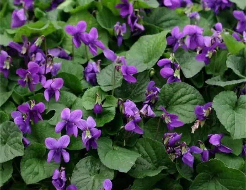 Purple Violets In Full Bloom