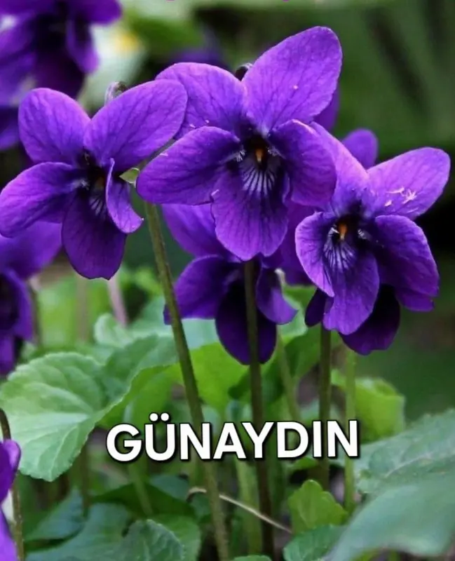 Purple Violets With Greetings