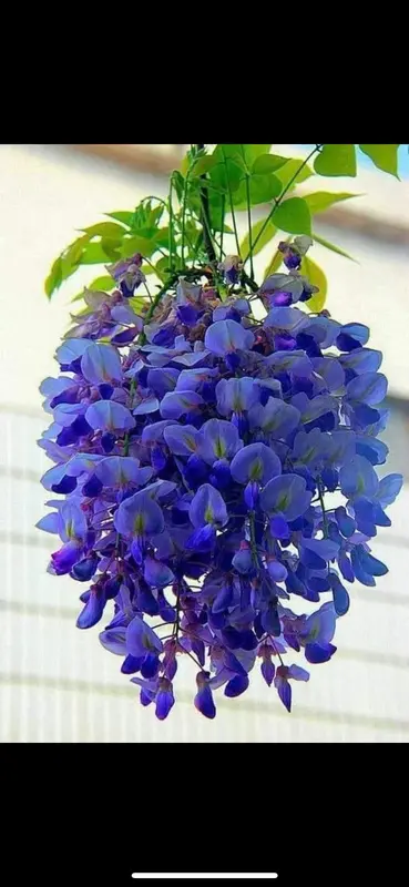 Purple Wisteria Flower Cluster