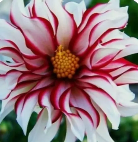 Red And White Striped Dahlia