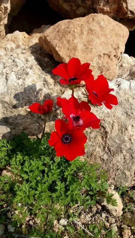 Red Anemones Against Rock