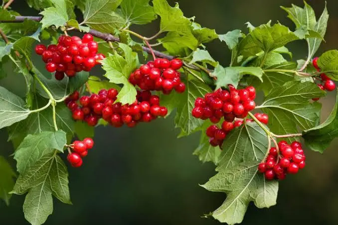 Red Berries On Branch
