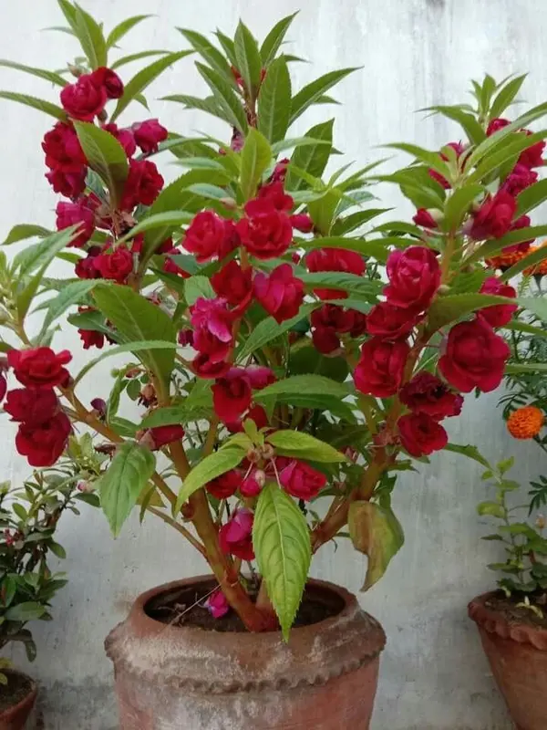 Red Blossoms In Terracotta Pot