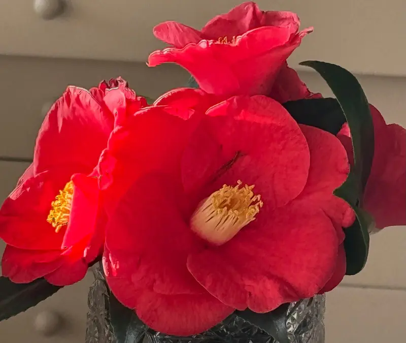 Red Camellias In Vase