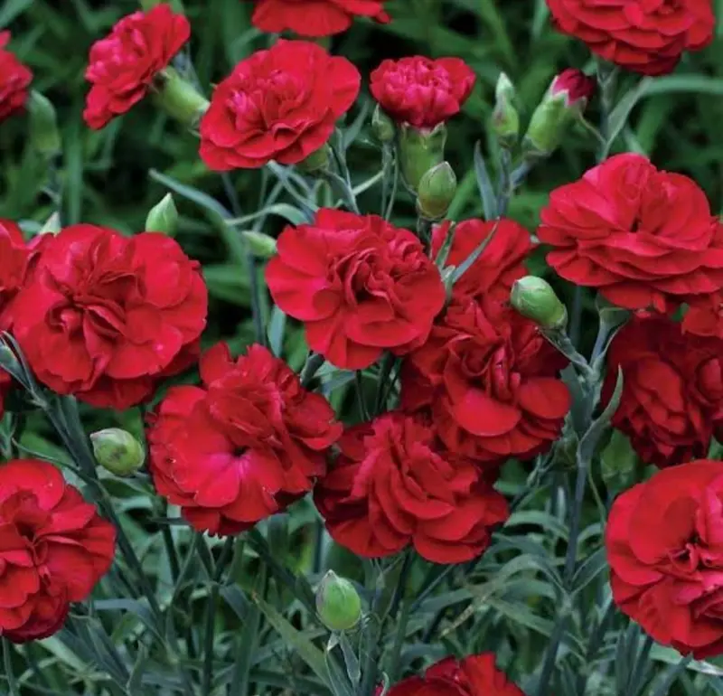 Red Carnations Clustered Together