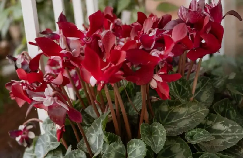 Red Cyclamen In Full Bloom