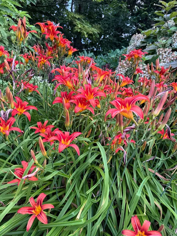 Red Daylilies In Full Bloom