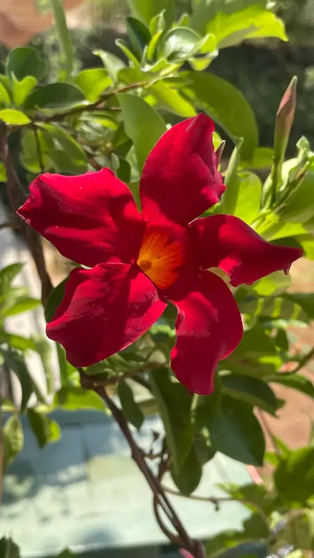 Red Flower, Green Leaves