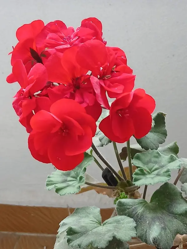 Red Flowers And Green Leaves