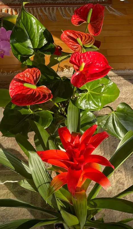 Red Flowers, Green Leaves