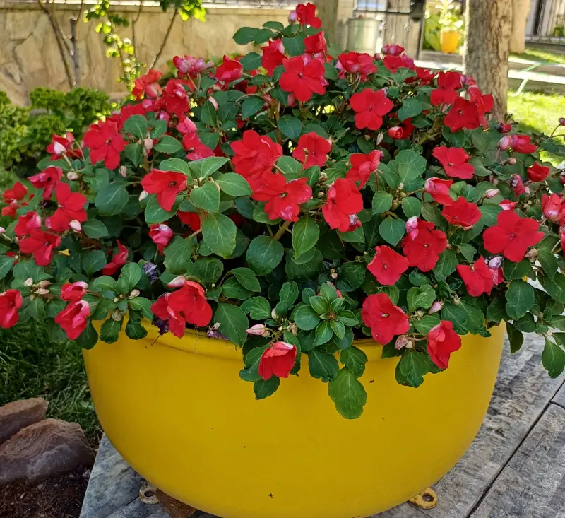 Red Flowers In Yellow Planter