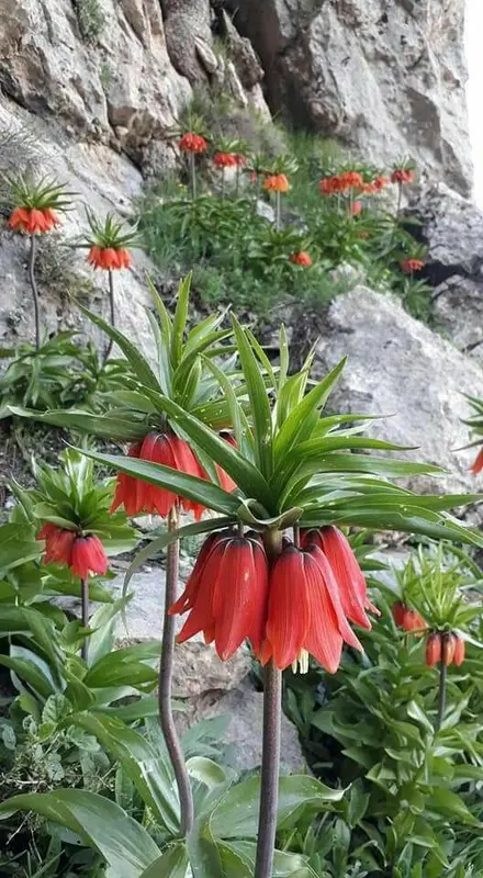 Red Flowers Near Rock
