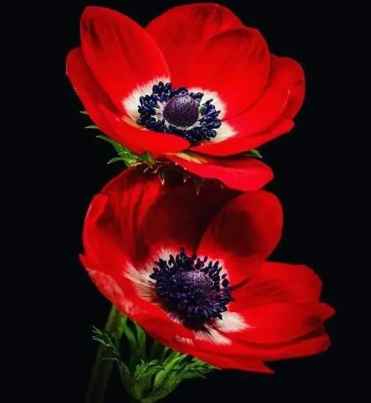 Red Flowers On Black