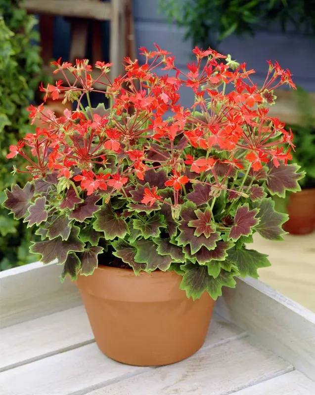 Red Geranium In Terracotta