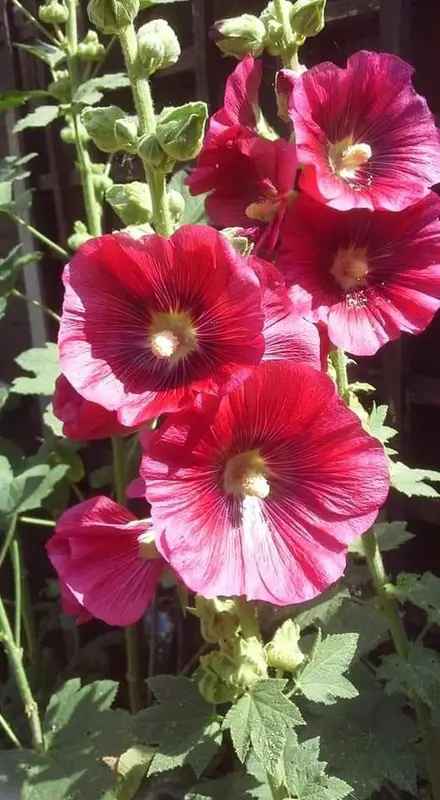 Red Hollyhock Bloom Closeup