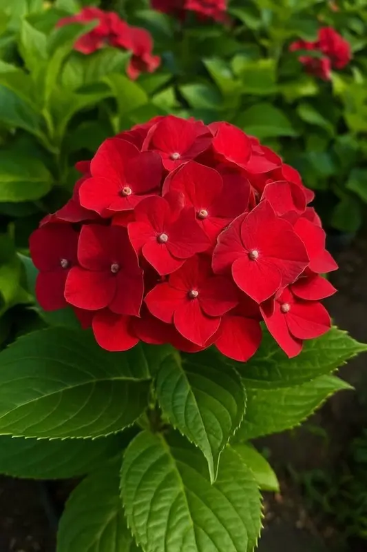 Red Hydrangea Flower Close Up