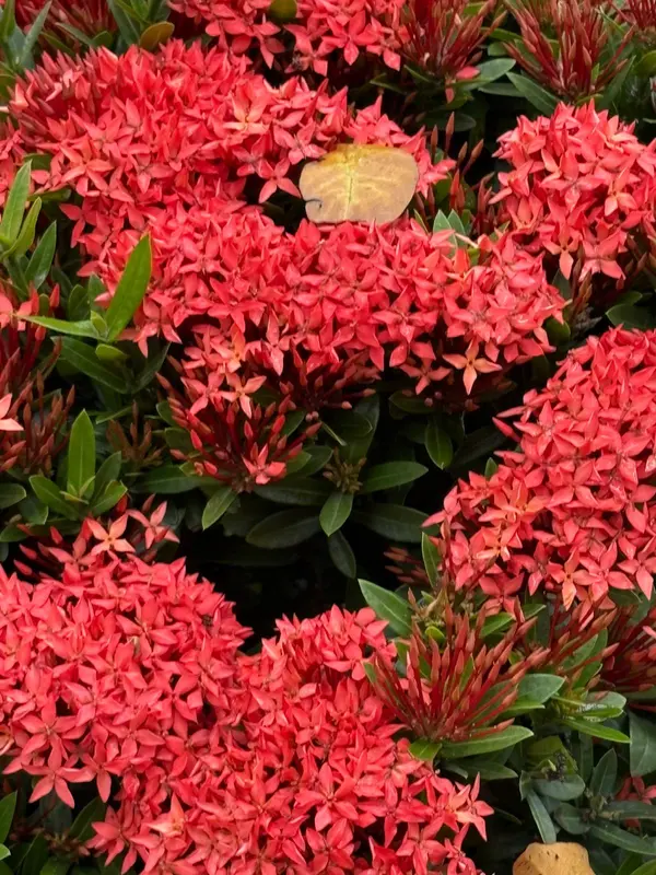 Red Ixora With Dry Leaf