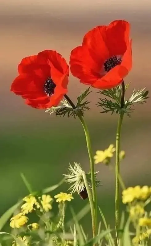 Red Poppies In Nature