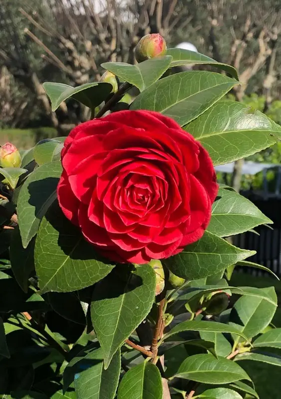 Red Rose Bloom Close-up