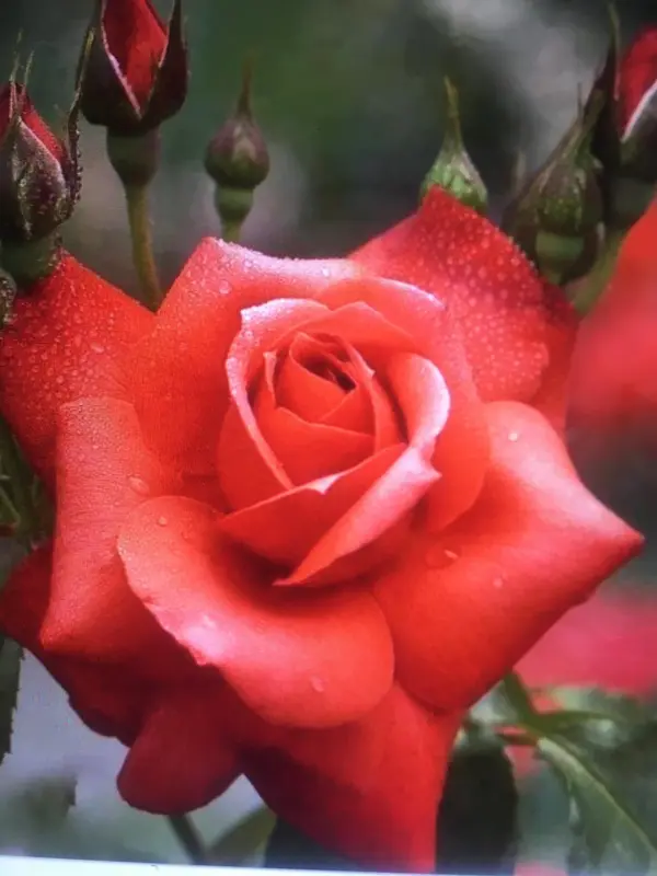 Red Rose In Bloom