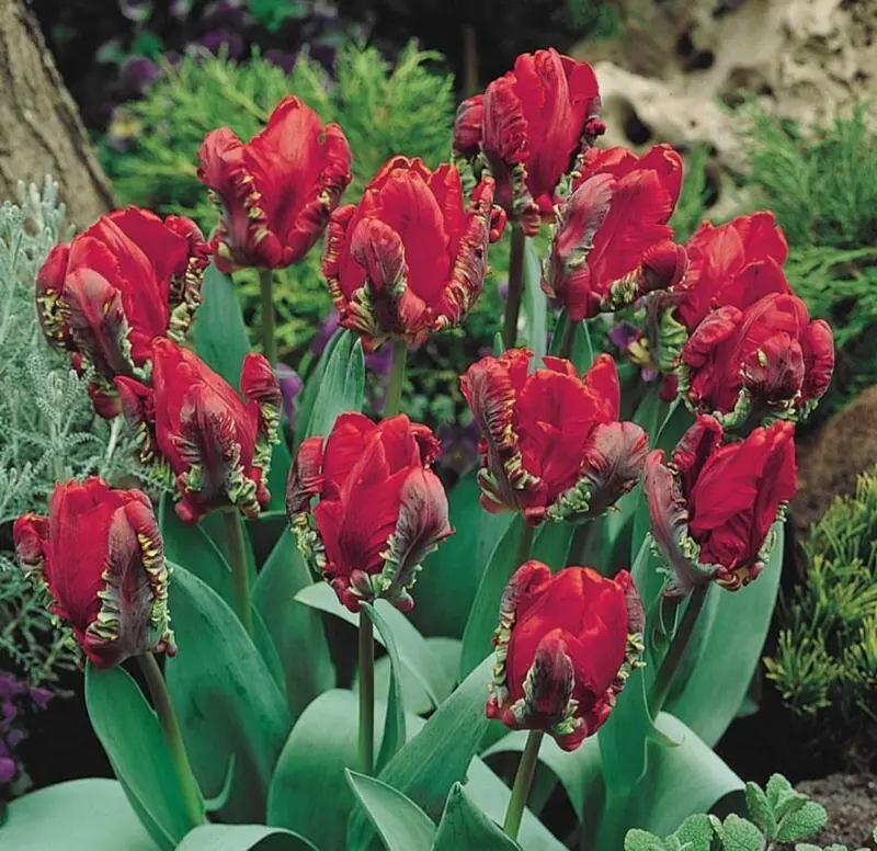 Red Ruffled Tulips In Bloom