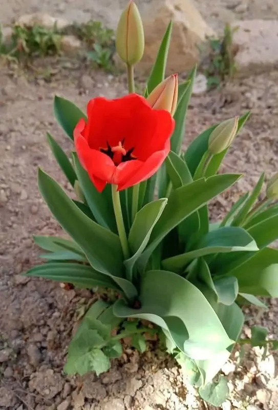 Red Tulip In Garden Soil