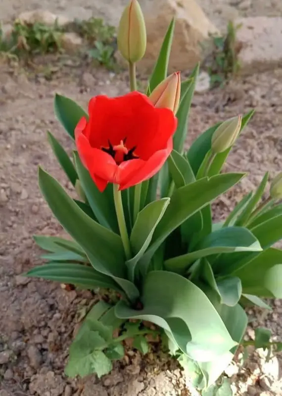 Red Tulip With Unopened Buds