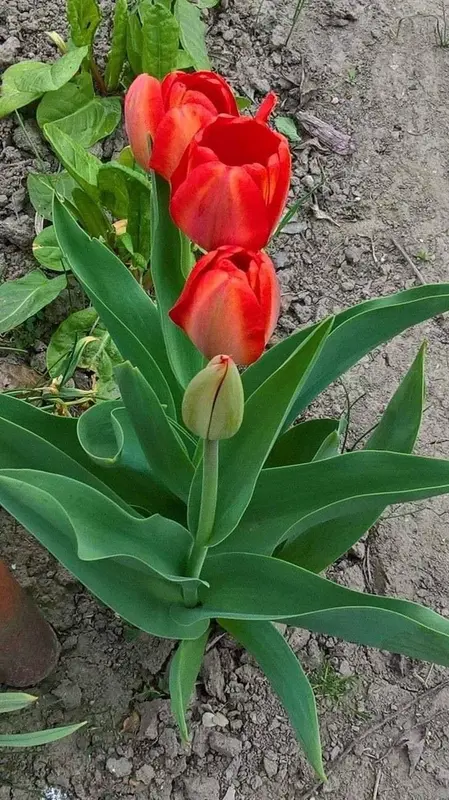 Red Tulips In Garden