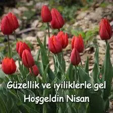 Red Tulips Welcome April