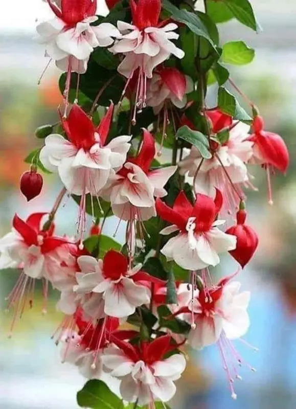 Red White Fuchsia Flowers