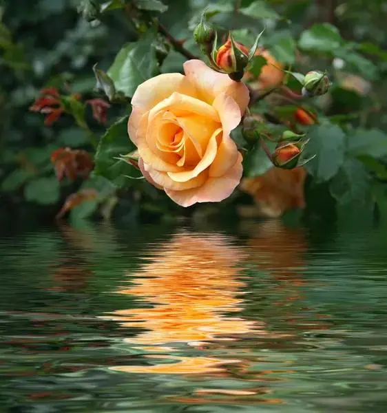 Rose And Water Reflection