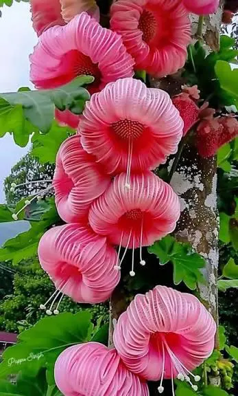 Ruffled Pink Hanging Flowers Close-up