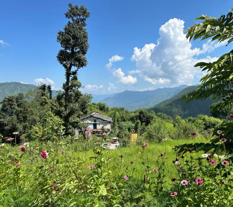 Rural Landscape With Wildflowers