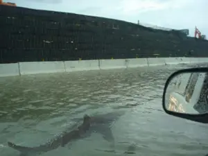 Shark In Flooded Roadway