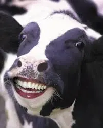 Smiling Cow Portrait