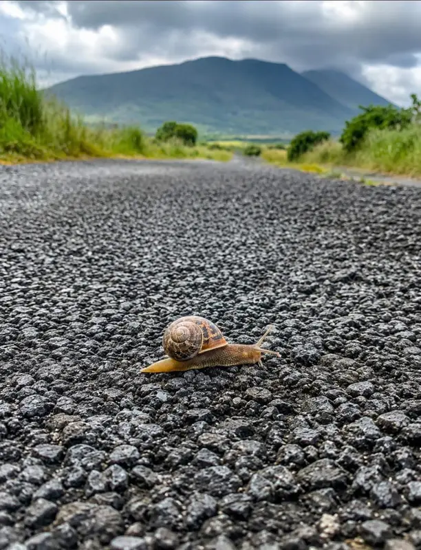 Snail on Asphalt Road