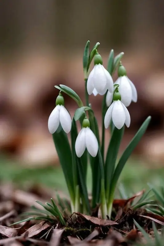 Snowdrops Emerge From Ground