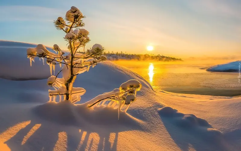 Snowy Sunrise With Small Tree