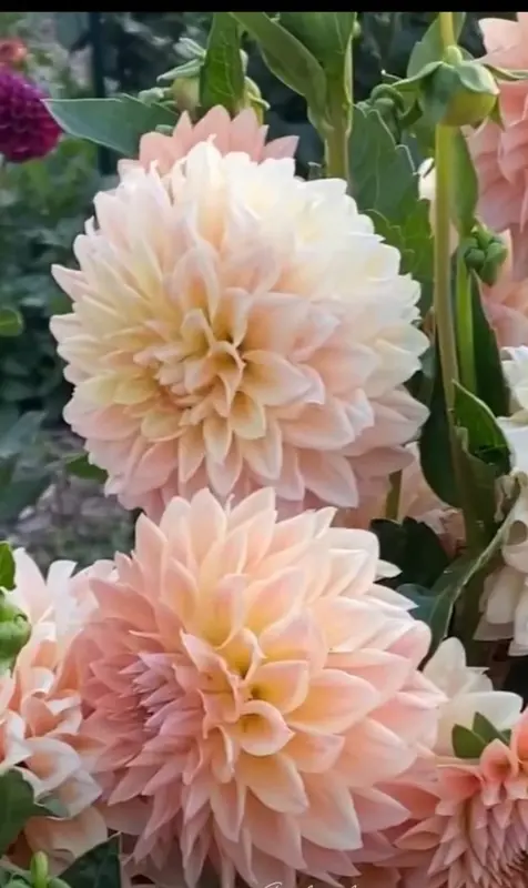 Soft Peach Dahlia Close-up