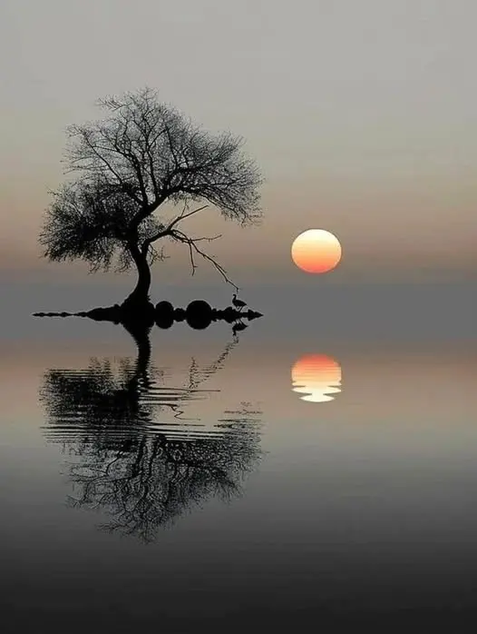 Solitary Tree Sunset Reflection