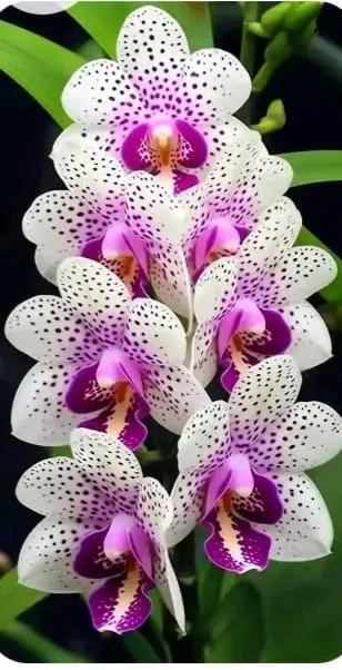 Speckled Orchid Cluster